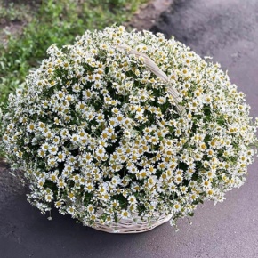 Композиция в корзине из 151 ромашки в Одинцово