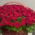 Композиция в корзине из 151 красной розы в Одинцово Композиция в корзине из 151 красной розы в Одинцово