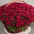 Композиция в корзине из 151 красной розы в Одинцово Композиция в корзине из 151 красной розы в Одинцово