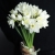 Букет из 25 нарциссов в Одинцово Букет из 25 нарциссов в Одинцово
